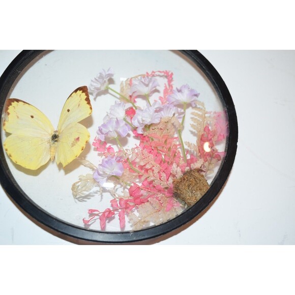 Vtg Creco Butterfly And Pink Flower Taxidermy  Round Convex Glass Wall Frame - Picture 5 of 7